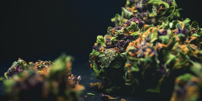 Violett/Blau (Anthocyane) Cannabisblüten 