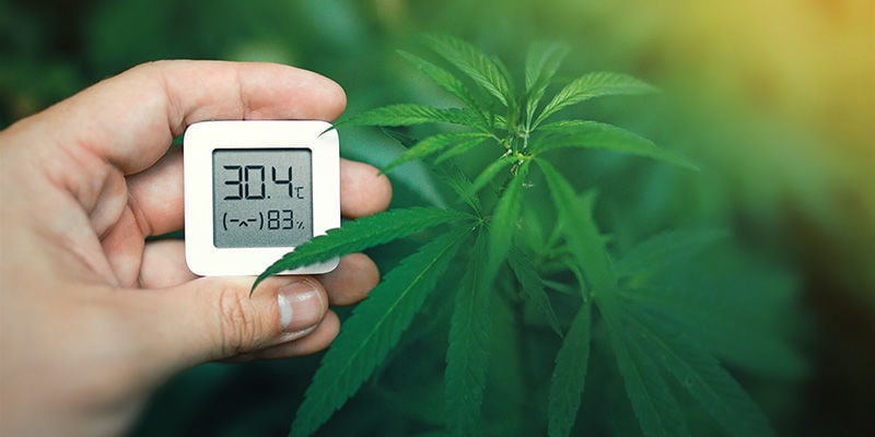 Temperatur: Wie man die Farbe von Cannabisblüten verändert