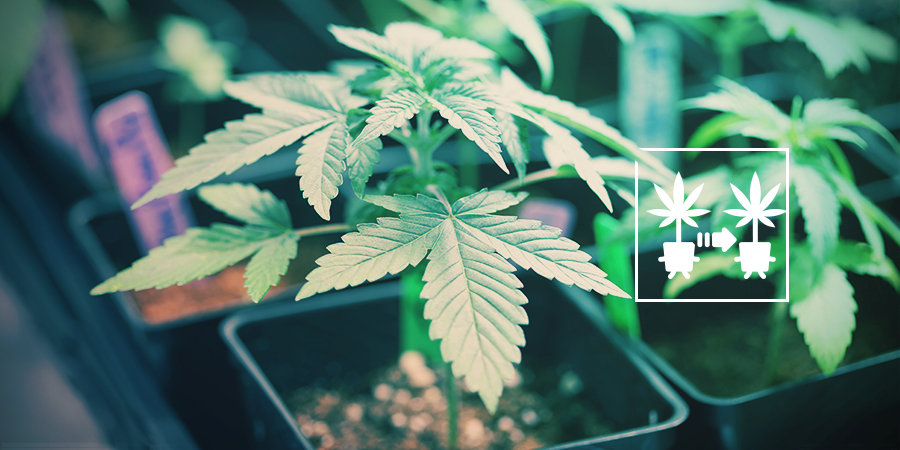 Minimierung Der Grasblutezeit Fur Einen Schnelleren Umsatz Zamnesia Blog