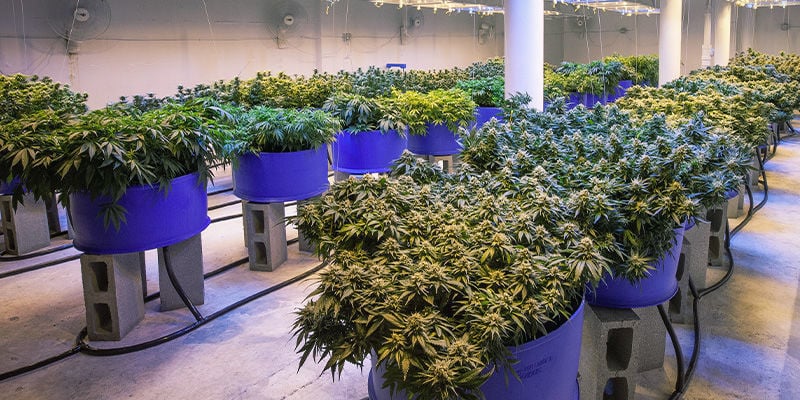So verhindert man den Stretch von Cannabispflanzen: Sorge für den richtigen Abstand zwischen den Pflanzen