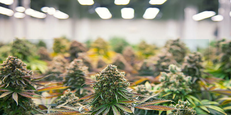Warum strecken sich Cannabispflanzen: Umweltfaktoren