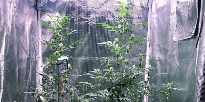 So verhindert man den Stretch von Cannabispflanzen