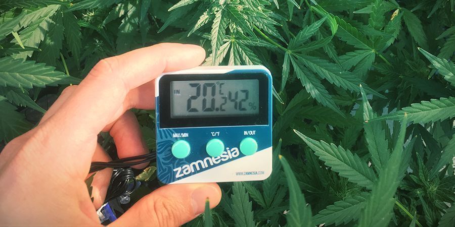 So verhindert man den Stretch von Cannabispflanzen: Halte die Temperatur unter Kontrolle