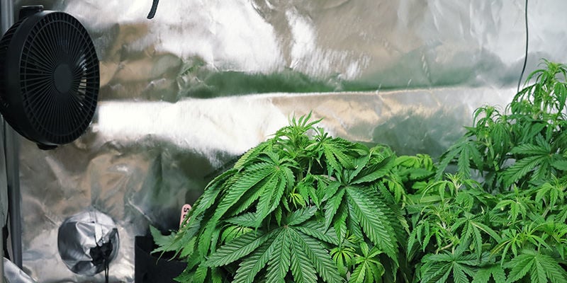 So verhindert man den Stretch von Cannabispflanzen: Fördere die Luftzirkulation