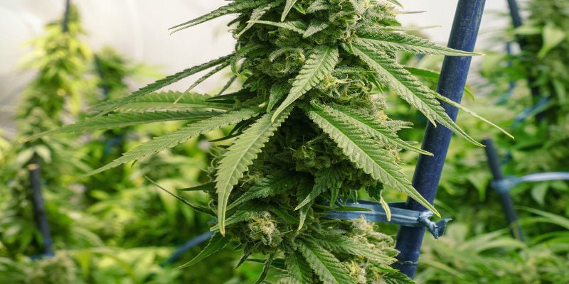 Cannabispflanzen reparieren/unterstützten: Pfähle