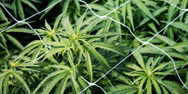 Cannabispflanzen reparieren/unterstützten: Rankgerüste