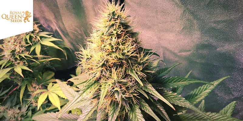 Shining Silver Haze (Royal Queen Seeds)