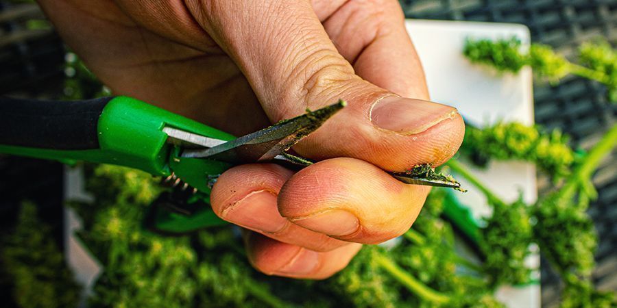 Was Man Gegen Klebrige Cannabisfinger Machen Kann Zum Abschluss