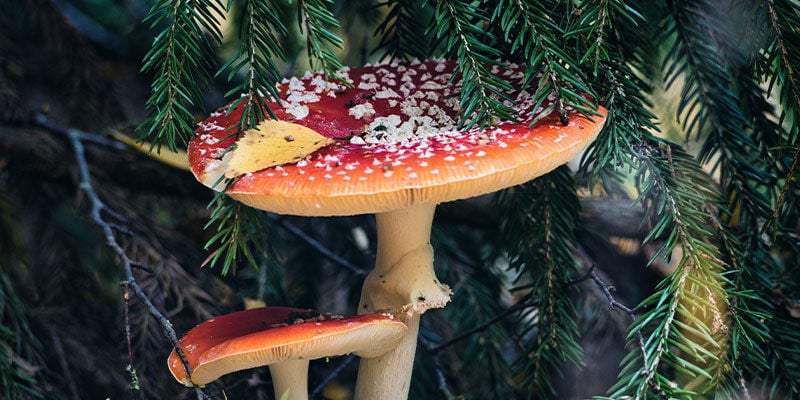 4 Möglichkeiten, wie Zauberpilze Weihnachten beeinflusst haben könnten