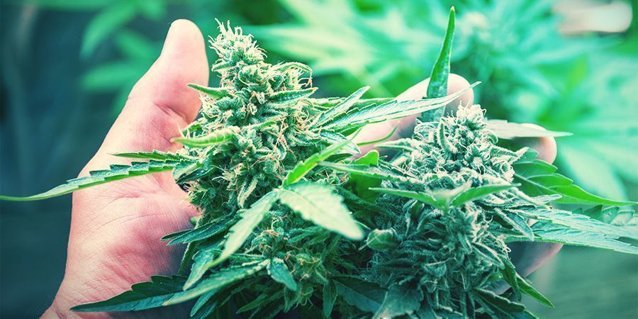 CBD- ODER THC-SORTEN?