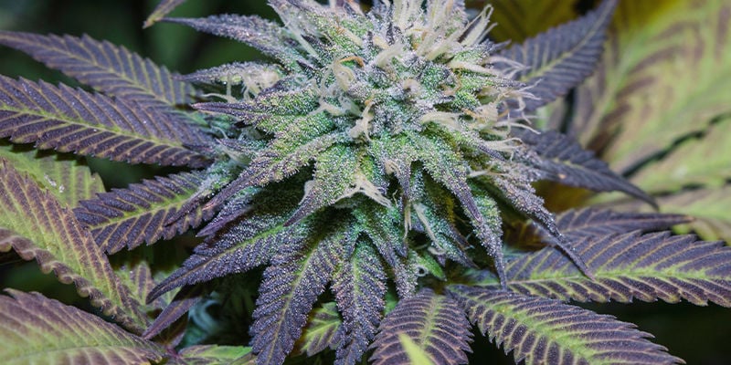 lila Cannabis Blätter