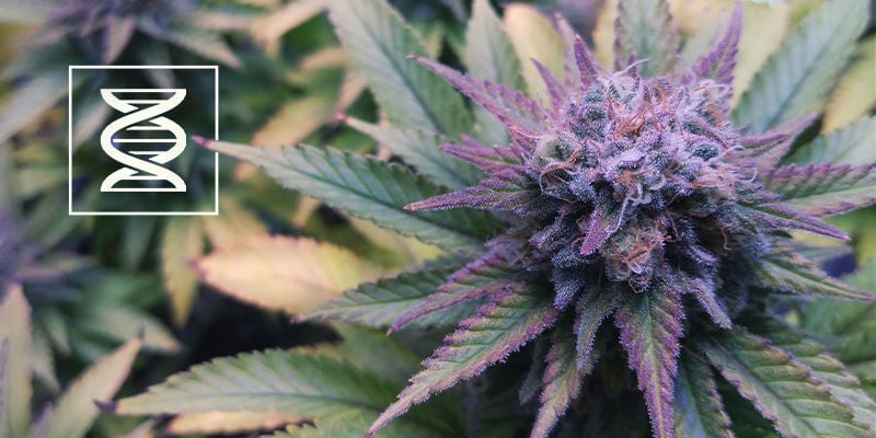 Wähle Die Richtige lila Cannabis Genetik