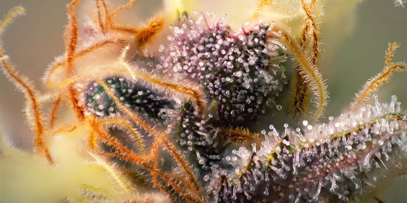 lila Cannabis Blütenstempel