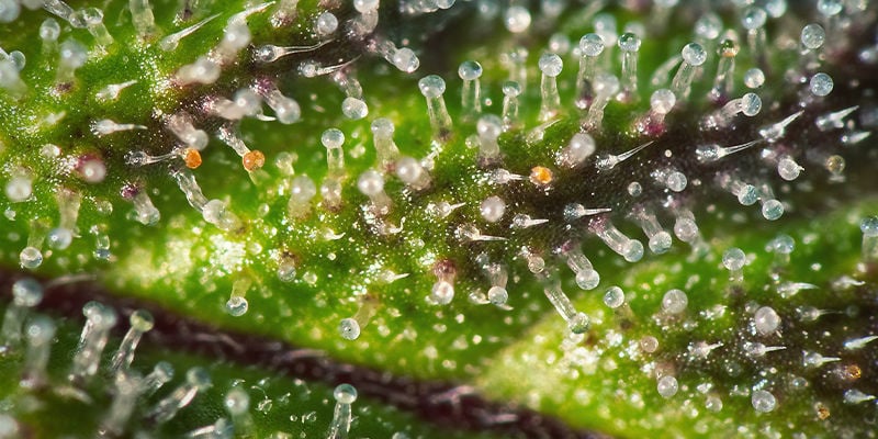 lila Cannabis Trichome