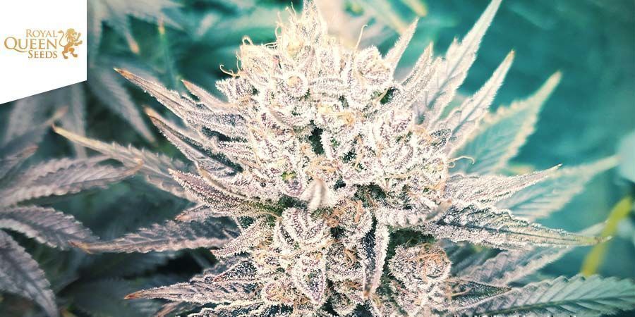 Fruit Spirit (Royal Queen Seeds)