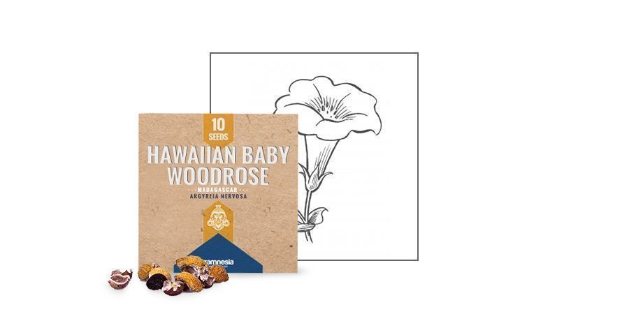 SAMEN DER HAWAIIANISCHEN HOLZROSE