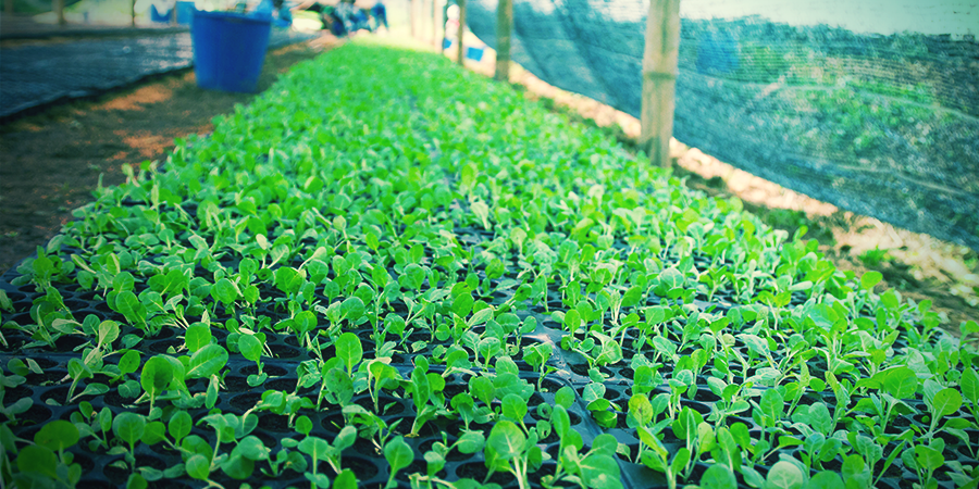 Baue Mit Den Smart Seeds Von Zamnesia Deinen Eigenen Tabak Zuhause An Zamnesia Blog