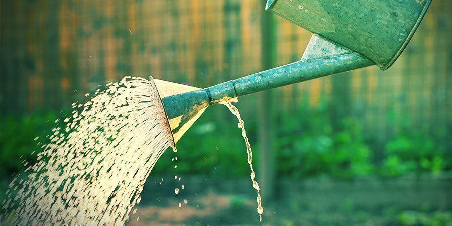 Führe Die Richtigen Dünger Und Wassermengen Zu