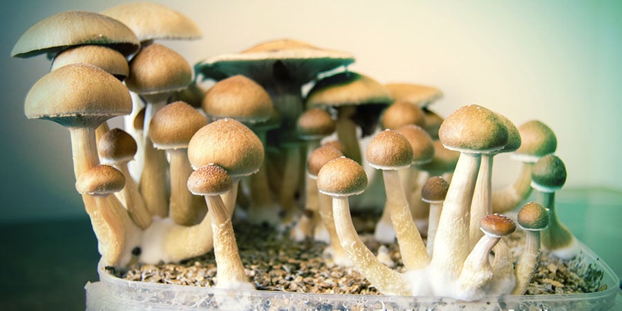 Psilocybin-pilze