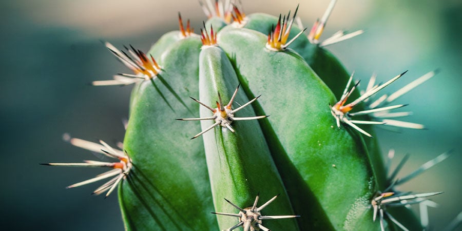 Wie Du Deinen Kaktus Pflegst
