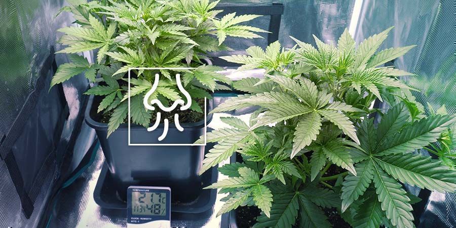 Cannabisgeruch leckt aus dem Zelt oder Anbauraum