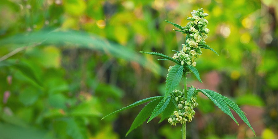 Männliche Cannabispflanzen bestäuben weibliche Pflanzen