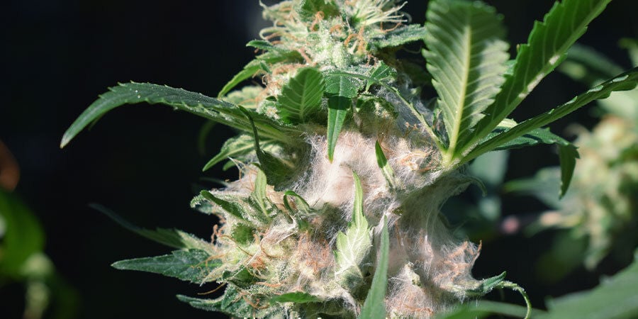 Probleme Während Cannabis Blüht: Schimmel auf den Blüten