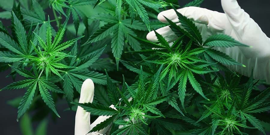 Probleme Während Cannabis Blüht: Es mit Nährstoffen und pH-Werten übertreiben