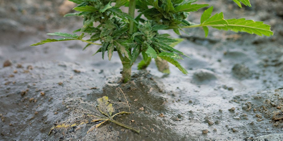 Probleme Während Cannabis Blüht: Erneuere die Erde