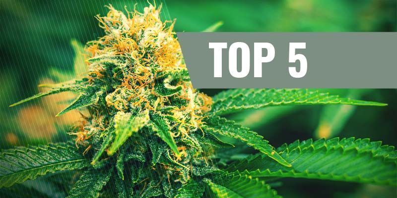 Die 5 Besten Feminisierten Cannabissamen Für Den Indoor-Anbau