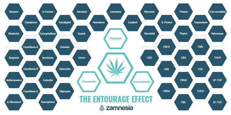 Der Entourage-effekt – Eines Der Großen Geheimnisse Der Cannabispflanze