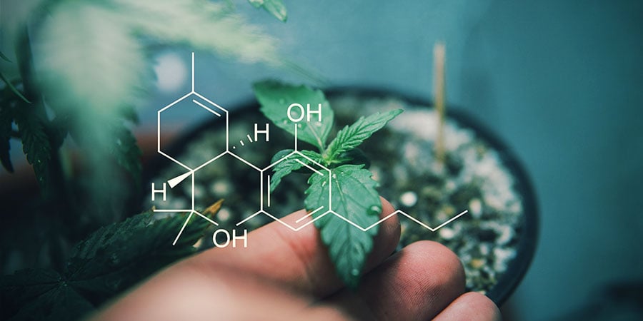 Erfahre Mehr Über Cannabinoide