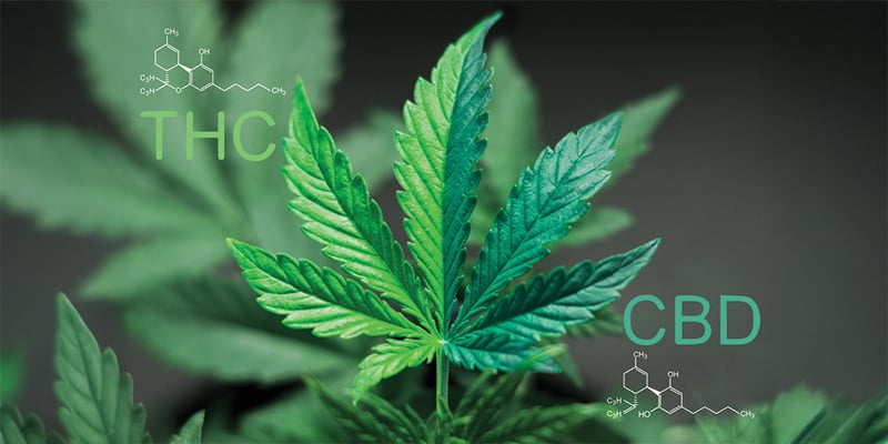 Was ist ein 1:1 CBD:THC-Verhältnis?