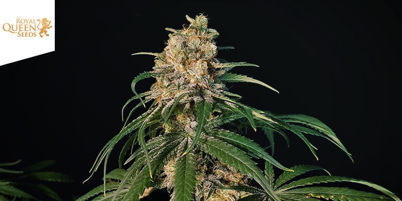 Painkiller XL (Royal Queen Seeds)