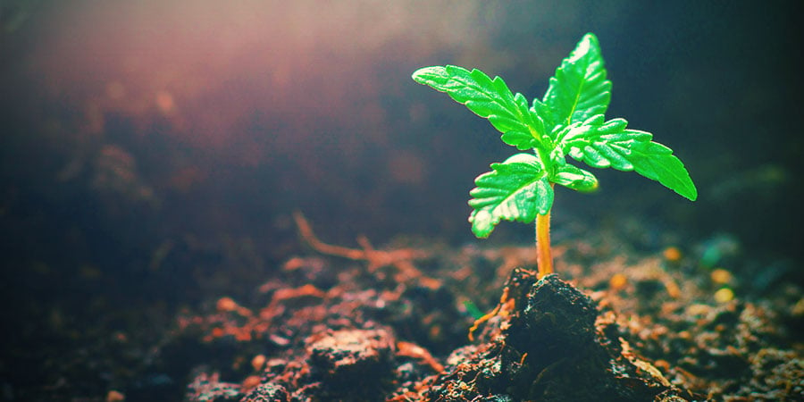Die Wachstumsphase Beim Cannabisanbau