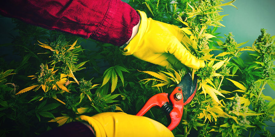 Wann Und Wie Cannabis Ernten Und Trocknen
