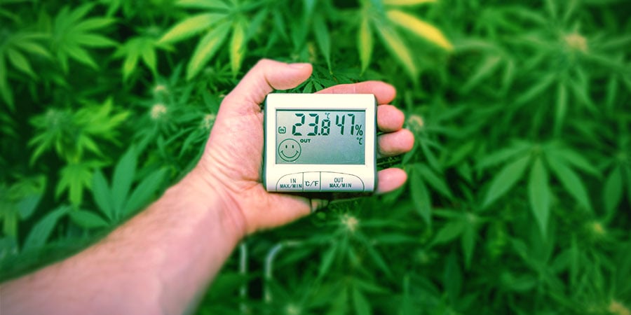 Andere Theorien Zur Steigerung Des Cbd-gehalts