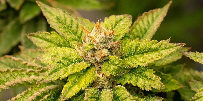 Welches Cannabis eignet sich am besten zum Abnehmen?