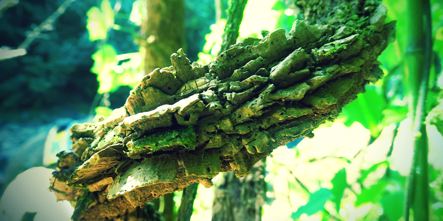 Banisteriopsis Caapi Banisteriopsis caapi