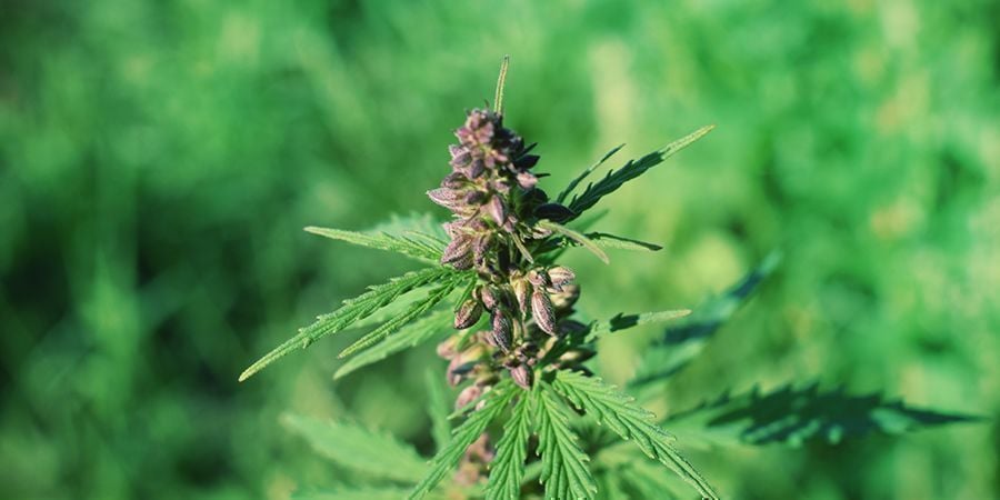 BEDEUTET DAS VIOLETT BEI CANNABIS EXTRA POWER?