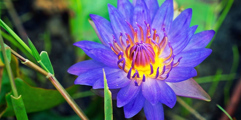 BLAUER LOTUS (NYMPHAEA CAERULEA)