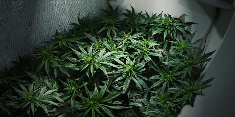 Kann Man Mehrere Male Im Selben Grow Room Cannabis Ernten?