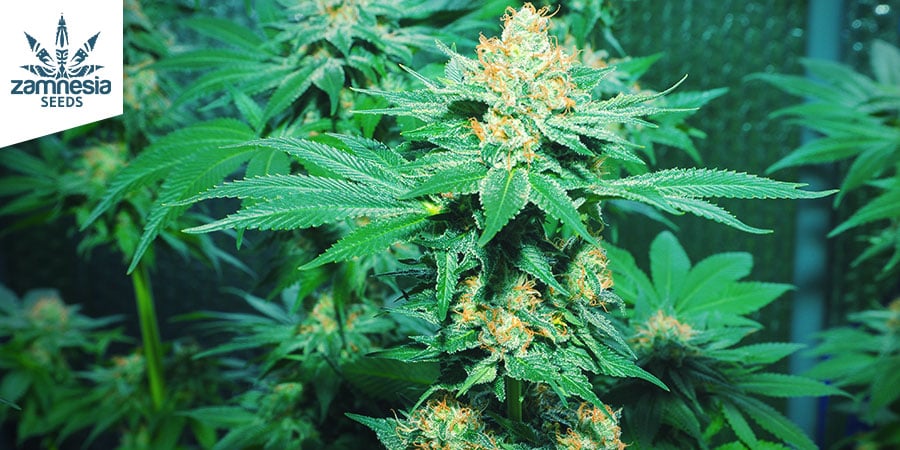 AMNESIA HAZE (ZAMNESIA SEEDS): DIE TROPISCHE ZEREBRALE WIRKUNG