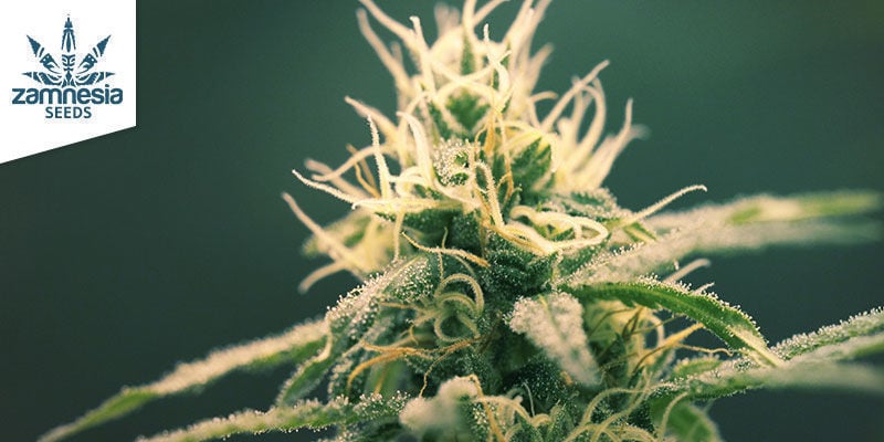 Blue Dream (Zamnesia Seeds): Der Süßeste Cannabis-traum