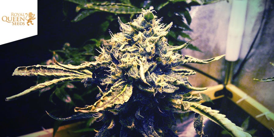 CRITICAL KUSH (ROYAL QUEEN SEEDS): KAMPF DER GIGANTEN