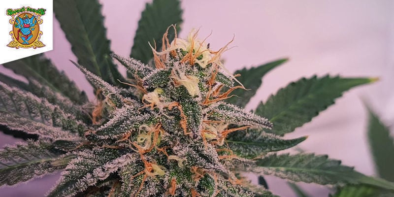 Cream Caramel (Sweet Seeds): Ein Dreifach Bedrohlicher Hybrid