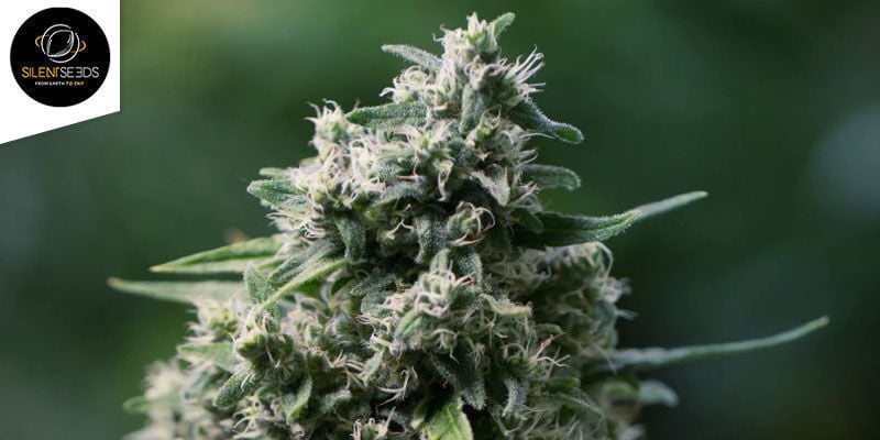 Critical+ 2.0 Autoflowering (Silent Seeds): Prall Gefüllt Mit Dicken Buds