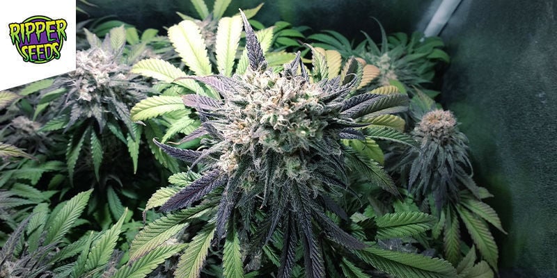 ZOMBIE KUSH (RIPPER SEEDS): DIE WANDELNDE GEILHEIT