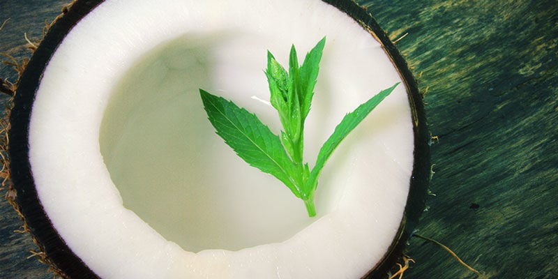Kokosnusswasser: Nützliche Vitamine Und Mineralien Cannabis