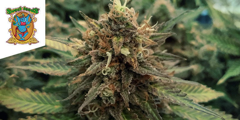 S.A.D S.1 VON SWEET SEEDS